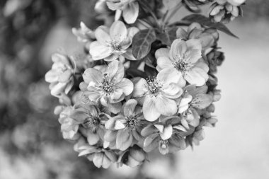 Güzel bahar sakura çiçeği. bahar sakura çiçeği. Dalda sakura çiçeği. Sakura çiçeğinin fotoğrafı..