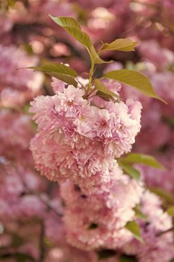 pink japanese cherry flower on blossom spring tree.