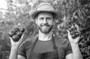 agricultural worker in straw hat with tomato bunch.