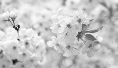 Mevsimlik bahar çiçekleri. Bahar çiçekleri dalda. Bahar ağacı çiçeğinin fotoğrafı. bahar çiçekleri..