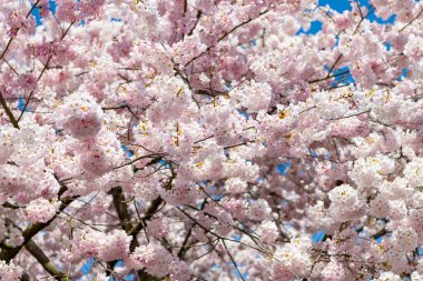 Bahar doğası. Sakura ağacı çiçeği. Ağaçtaki güzel, pembe bir çiçek. Baharda çiçek açan Sakura ağacı. Güzel bir bahar sezonu. Sakura ağacı çiçeği. Japon kiraz ağaçları.
