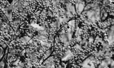 Red Autumn Rowanberry arka planı. Kırmızı sonbahar rowanberry. Kırmızı Rowanberry ile sonbahar sezonu.