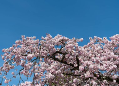Baharda mavi gökyüzü arkaplanı açan sakura ağacı çiçeği. Boşluğu kopyala.