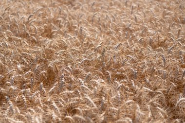 Bir tarım çiftliğinde tarla. Çiftçilik. Ekin tarlası. Tohum olgunlaşmış doğa arka planı. Altın mahsul ve buğday kulağı. Yazın çavdar tarlası olan tarım arazisi. Tarım buğday tarlası. Geç hasat.