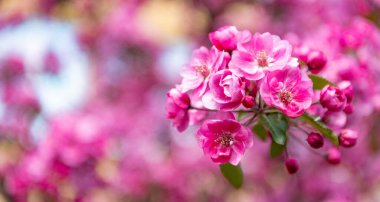 Çiçek açan bahar ağacında pembe sakura çiçeği. Boşluğu kopyala.