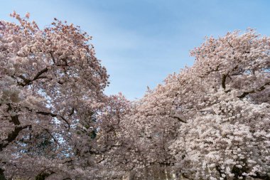 Parkta çiçek açan sakura mevsimi. Bahar sakura sezonu. Bahar sakura sezonu başladı. Baharda Sakura mevsiminin fotoğrafı.