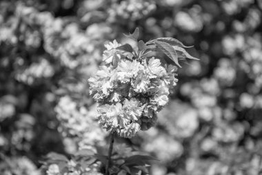 Dalda Sakura çiçeğinin makro fotoğrafı. Sakura çiçeğinin fotoğrafı. bahar sakura çiçeği. bahar sakura çiçeği..