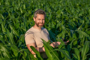 Hasat mahsulü. Mısır tarlası çiftçisi. Tarımsal mısır tarlası hasat mevsimi. Kır çiftçiliği. Ekin tarlası hasat eden adam. Sahadaki hasatçıyı. Arazi ve tarım. Çiftçi İspanyol adam mısır tarlasında.
