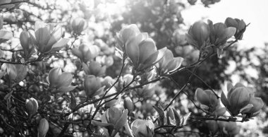 İlkbaharda açan manolya ağacının pembe çiçekleri.