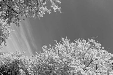 Sakura ağacının güllük gülistanlık çiçekleri..