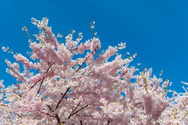 Bahar doğası. Çiçekli Sakura ağacı. Çiçek açan Sakura. Sakura çiçeği ve çiçek. Güzel bir bahar sezonu. Mavi gökyüzüne karşı pembe Sakura çiçeği. Japon kiraz ağaçları.