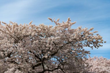 Sakura ağacı mavi arkaplanda çiçek açar.