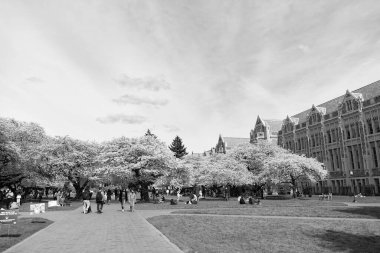 Seattle, Washington USA - April 03, 2021: washington university campus with blooming trees in park. clipart