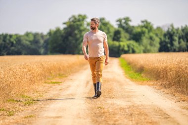 Tarımcı çiftçi adam. Ürün koruması. Tarım çiftliği. Buğday tarlasında çiftçi. Hasat ve çiftçilik. Tarlada çiftçi. İspanyol çiftçi tarla hasadını kontrol ediyor. Tarım konsepti.