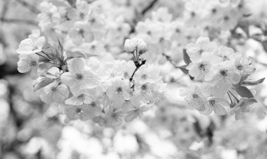 Bahar çiçeklerinin açtığı yer. Bahar çiçekleri. Bahar çiçekleri dalda. Bahar çiçeğinin fotoğrafı, ağaç çiçeği..