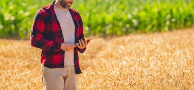 Ekin ekimi. Tarım çiftliği. Buğday tarlasında çiftçi. Hasat ve çiftçilik. Tarlada çiftçi. İspanyol çiftçi tarla hasadını kontrol ediyor. Tarımcı çiftçi gururludur..