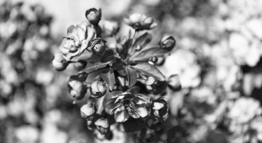 Baharda çiçek açan sakura ağacının pembe tomurcukları. Doğa güzelliği.