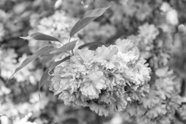 pink sakura flower on blooming spring tree. Japanese tree.
