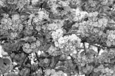 Çiçek açan bahar ağacında pembe sakura çiçeği. tam çiçeklenme.