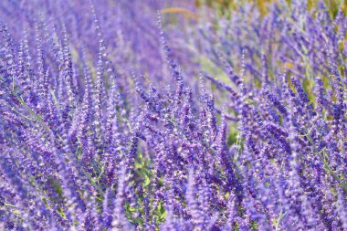 Mor lavanta. Yazın lavanta çiçeği. France Provence sahasında. Mor lavanta doğada çiçek açar. Doğanın bileşimi. Çiçek açan yaz çiçekleri. Çiçek tarlası. Lavanta tarlası.
