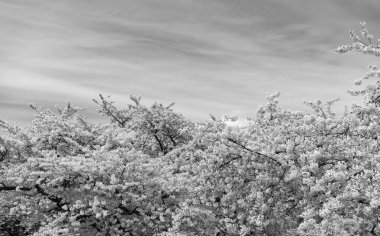 Sakura ağacı mavi gökyüzü arkaplanında filizlenir..