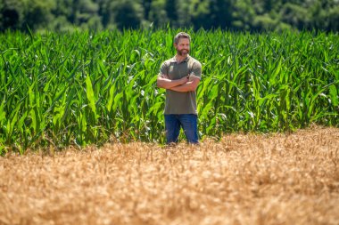 Hasat mahsulü. Mısır tarlası çiftçisi. Tarımsal mısır tarlası hasat mevsimi. Kır çiftçiliği. Ekin tarlasında hasat yapan mutlu adam. Sahadaki hasatçıyı. Arazi ve tarım. Mısır tarlasında çiftçi.