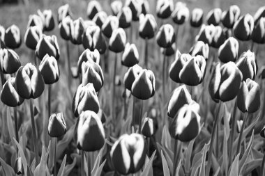 Kırmızı lale çiçeği. Renkli doğal arkaplanı olan yakın plan. Lale bahçesi.