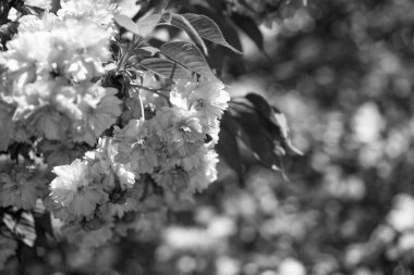 Baharda çiçek açan sakura ağacının pembe çiçekleri. Boşluğu kopyala.