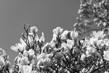 Güzel manolya çiçeği baharda ağaçta çiçek açar..