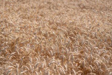 Altın buğday arka planda kulaklar. Tarımsal tarla manzarası, buğday manzarası, güzel bir yaz manzarası. Ekin tarlası. Tahıl hasadı. Altın çivi. Buğday tarlası. Altın buğday tarlası. Organik arpa.