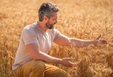 Tarım çiftliği. Buğday tarlasında çiftçi. Hasat ve çiftçilik. Tarlada çiftçi. İspanyol çiftçi tarla hasadını kontrol ediyor. Tarımcı çiftçi gururludur. Ekin koruması.