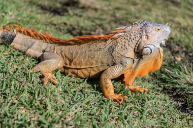 Egzotik iguana sürüngeni. Egzotik sürüngen hayvanı. Vahşi yaşam hayvanı. Doğadaki sürüngen hayvan. Vahşi yaşam hayvanat bahçesi ormanı. Tropikal ormanda iguana kertenkelesi. Madagaskar iguana otçul kertenkelesi. Yağmur ormanı iguanası.