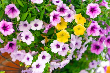 Yaz doğası. Çiçek açan bitkinin canlı infloresanları. Petunya çiçeği. Çiçekli arka plan. Doğanın tazeliği. Petunya çiçeği. Canlı petunya bahçesi çiçeği büyüyor. Petunya çiçeği doğada.