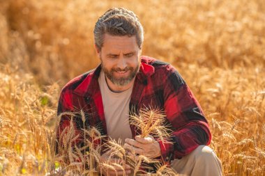 Buğday tarlasında çiftçi. Hasat ve çiftçilik. Tarlada çiftçi. İspanyol çiftçi tarla hasadını kontrol ediyor. Tarımcı çiftçi adam. Ürün koruması. Tarım çiftliği. Altın mahsul tarlası.