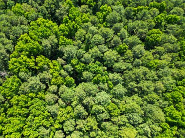 Ormanda büyüyen ağaç. Doğa manzarası. Baharda ormanın manzarası. Yaz havası manzaralı yeşil orman. Yağmur ormanlarının ekosistemi ve sağlıklı bir çevre. Orman doğası geçmişi. Yenilenebilir enerji.