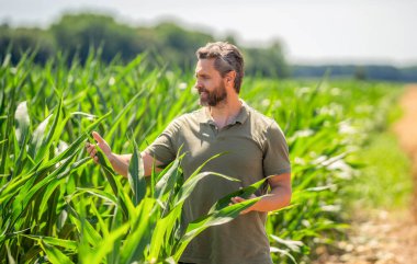 Sahadaki hasatçıyı. Çiftçi tarım uzmanı. Ekin hasadı. Çiftçi buğdayı kontrol ediyor. Hasat mevsiminde tarım buğdayı. Kırsal kesim. Tarlada hasat yapan çiftçi adam. Olgun tarım.