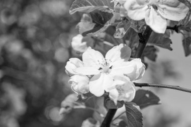 Bahar çiçekleri dal üzerinde. Bahar ağacı çiçeğinin fotoğrafı. Bahar çiçeği. bahar çiçekleri..