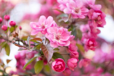 Dalda çiçek açan sakura çiçeğinin makro fotoğrafı. Çiçek açan sakura çiçeğinin fotoğrafı. Çiçek açan sakura çiçeği. Çiçek açan sakura çiçeği..