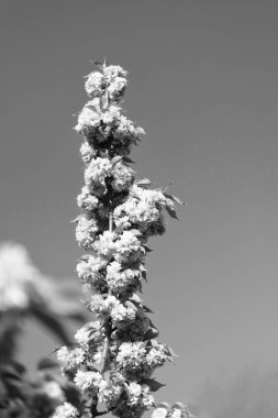 Taze bahar sakura çiçeğinin fotoğrafı. bahar sakurası çiçek açar. bahar sakurası çiçek açar. Bahar sakura dalda çiçek açar..