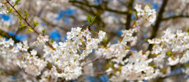 Güzel bir bahar sezonu. Mavi gökyüzüne karşı pembe Sakura çiçeği. Bahar doğası. Çiçekli Sakura ağacı. Çiçek açan Sakura. Sakura çiçeği ve çiçek. Seçici odak.