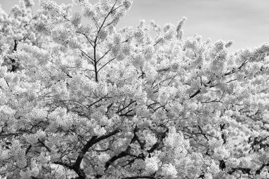 Japon kiraz ağacı çiçeği baharda çiçek açan doğa arka planı.