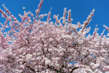 Sakura ağacı çiçeği. Bahar doğası. Sakura ağacı çiçeği. Ağaçtaki güzel, pembe bir çiçek. Baharda çiçek açan Sakura ağacı. Güzel bir bahar sezonu. Japon kiraz çiçekleri.