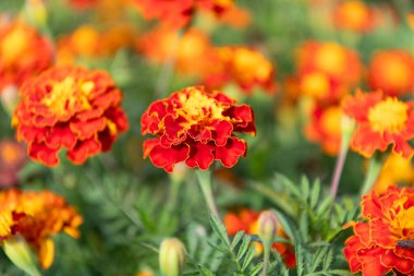 Doğada çiçekli kadife çiçeği. Çiçekli kadife çiçeği. Turuncu etiketler çiçek. Doğal çiçek tomurcukları. Flora Doğa. Doğada çiçek açan parlak çiçek. Kadife çiçeği. Çiçek açan doğa.