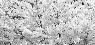 Baharda kiraz ağacının çiçeği. çiçek arkaplanı.