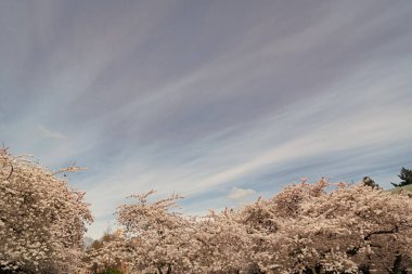 Mavi gökyüzü arka planında tam çiçek açan sakura ağacı kopya alanı ile.
