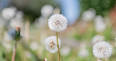 Çiçek tohumlarını ilkbaharda yaymaya hazırlanır. Karahindiba tohumu doğada. Yumuşak ve kabarık. Karahindiba doğada. Karahindiba çiçeği. Fluffy Puff of a Fluffy Puff of a Fdelion clock in makro. Doğanın güzelliği.