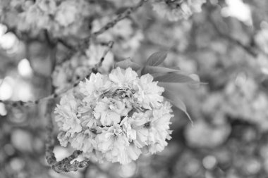 Kopya alanı olan dalda sakura çiçeği. Sakura çiçeğinin fotoğrafı. bahar sakura çiçeği. bahar sakura çiçeği..