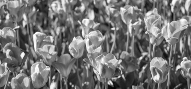 Yaz doğasında turuncu lale çiçeği. Lale doğa çiçeğinin fotoğrafı. Bahar doğasında lale çiçeği. Lale çiçeği doğada.