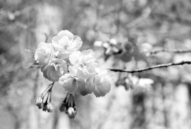 sakura botanical flower on branch of tree, selective focus. macro nature.