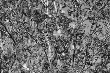 kırmızı böğürtlen dallı ve gökyüzü arkaplanlı rowanberry ağacı.